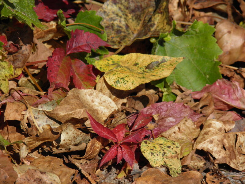 Fallen Leaves on Ground — Brown, Natural