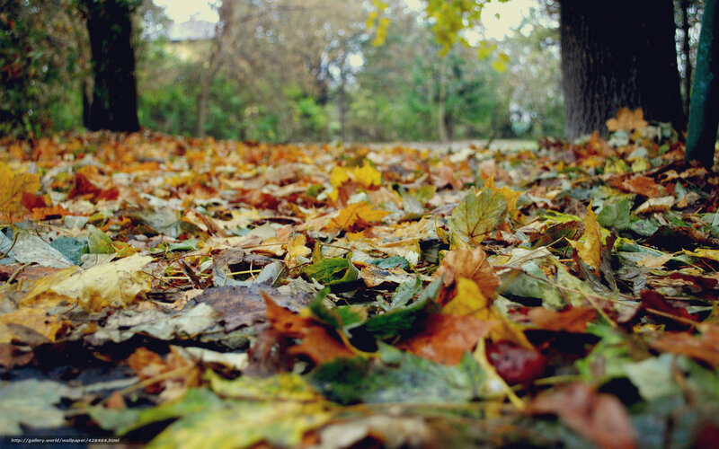 Fallen Leaves on Ground — Brown, Serene, Autumn, Photograph, Trees, Forest Floor