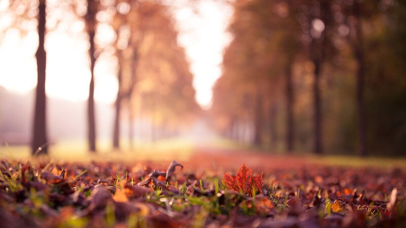Fallen Leaves on Ground — Brown, Serene, Autumn, Photograph, Trees, Path