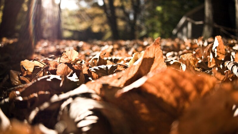 Fallen Leaves on Ground — Brown, Serene, Autumn, Photograph, Trees, Sunlight
