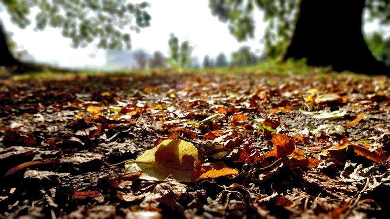 Fallen Leaves on Ground — Brown, Serene, Autumn