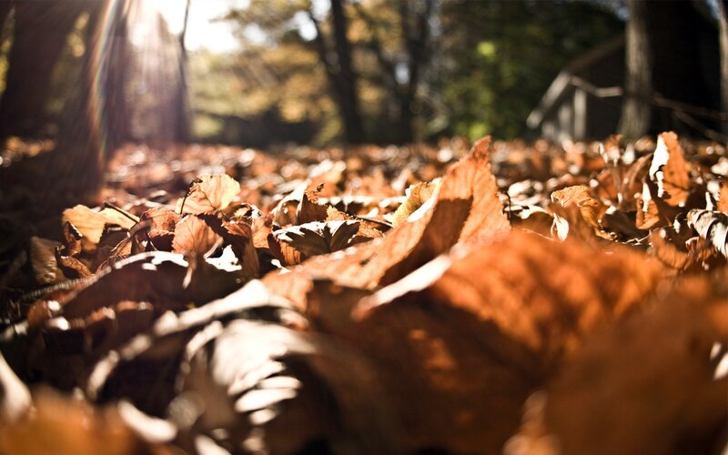 Fallen Leaves on Ground — Brown, Serene