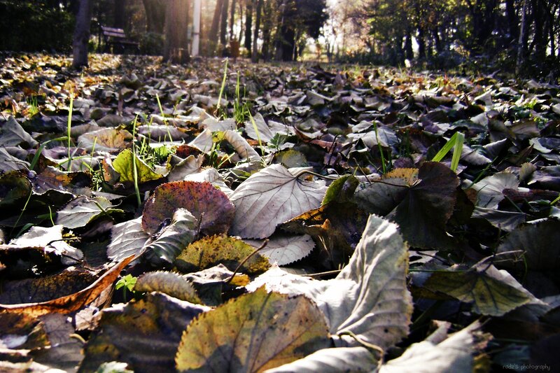 Fallen Leaves on Ground — Brown