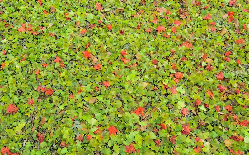 Fallen Leaves on Ground — Green, Calm, Autumn, Photograph