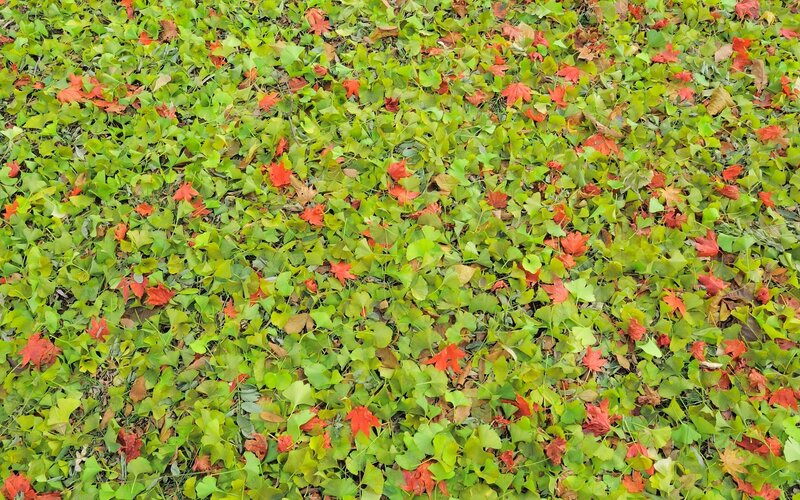 Fallen Leaves on Ground — Green, Calm, Autumn