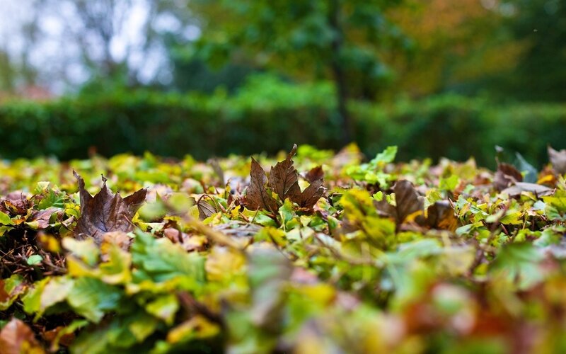Fallen Leaves on Ground — Green, Calm