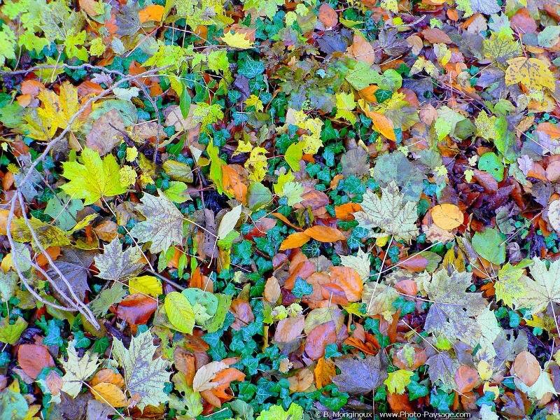 Fallen Leaves on Ground — Green