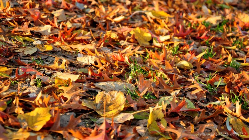 Fallen Leaves on Ground — Orange, Serene