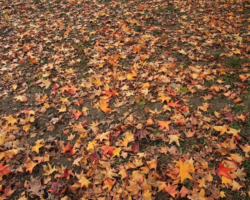 Fallen Leaves on Ground — Orange