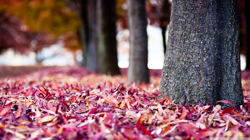Fallen Leaves on Ground — Red, Serene, Autumn, Photograph