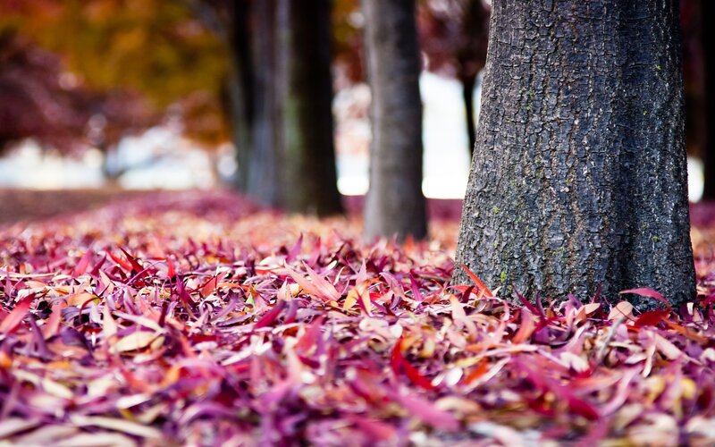Fallen Leaves on Ground — Red, Serene, Autumn, Photograph, Tree Trunk, Forest, Purple