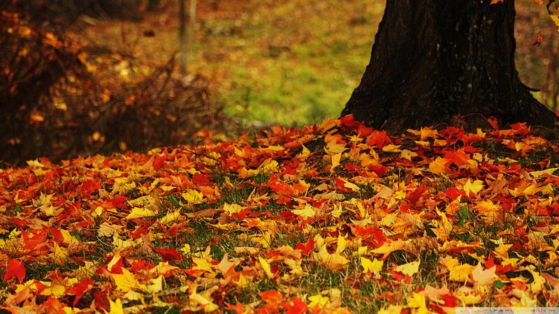 Fallen Leaves on Ground — Red, Serene, Autumn, Photograph, Tree Trunk