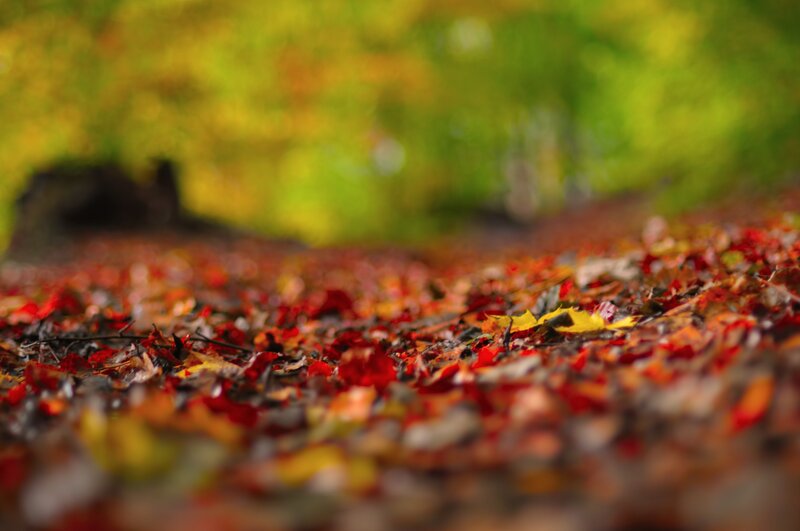Fallen Leaves on Ground — Red, Serene, Autumn, Photograph, Trees, Forest, Yellow
