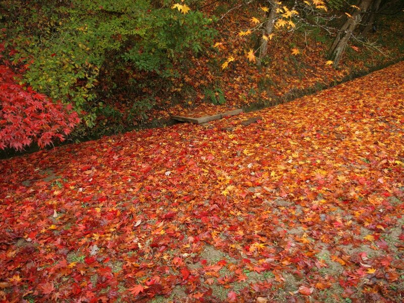 Fallen Leaves on Ground — Red, Serene, Autumn, Photograph, Trees, Wooden Platform