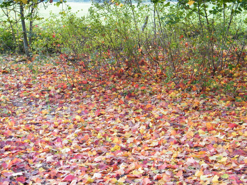 Fallen Leaves on Ground — Red, Serene, Autumn