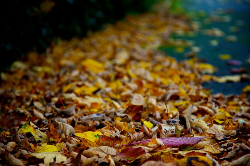 Fallen Leaves on Ground