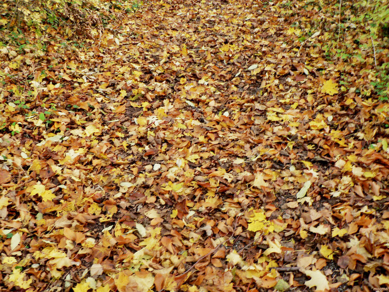 Fallen Leaves on Ground — Yellow, Calm, Autumn, Photograph, Forest