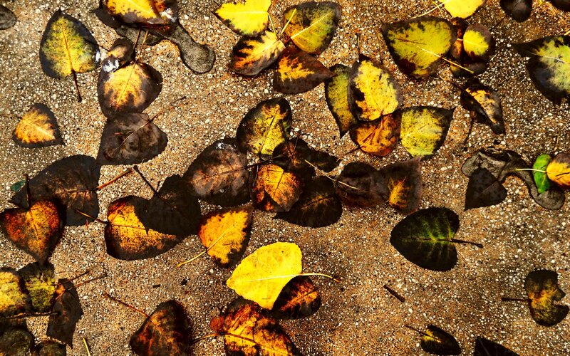 Fallen Leaves on Ground — Yellow, Calm, Autumn, Photograph, Shadows