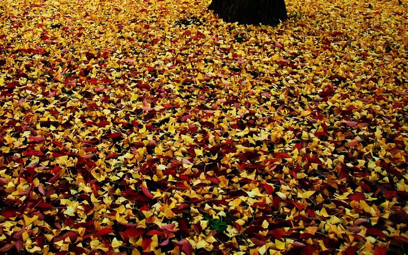 Fallen Leaves on Ground — Yellow, Calm, Autumn