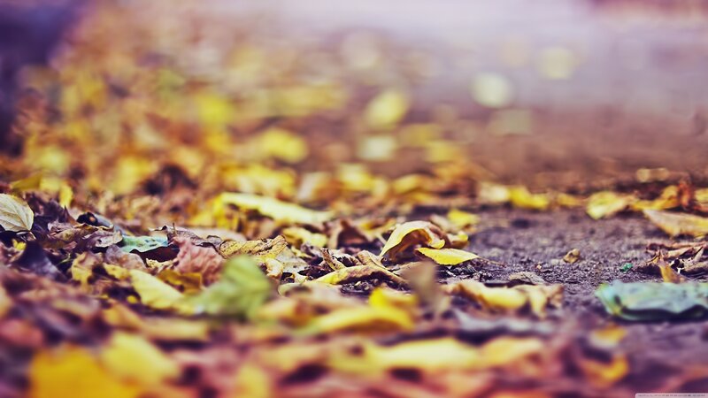 Fallen Leaves on Ground — Yellow, Calm