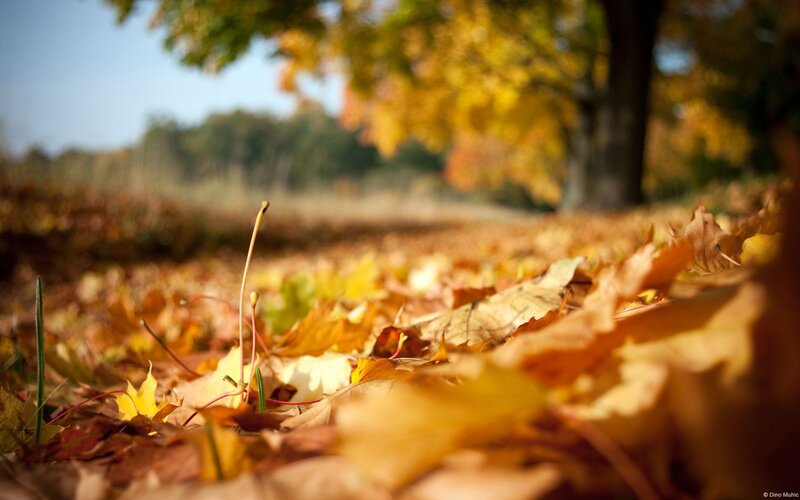 Fallen Leaves on Ground — Yellow, Serene, Autumn