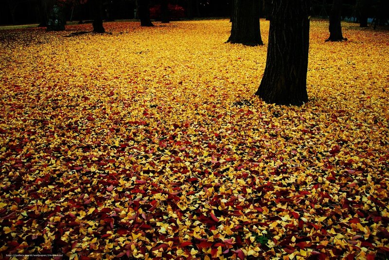 Fallen Leaves on Ground — Yellow