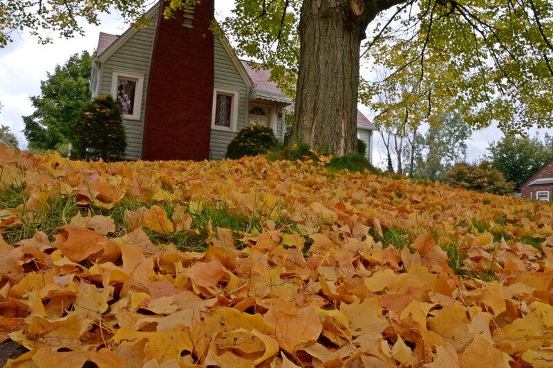 Fallen Leaves on Lawn
