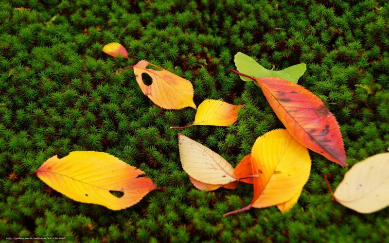 Fallen Leaves on Moss — Green, Serene
