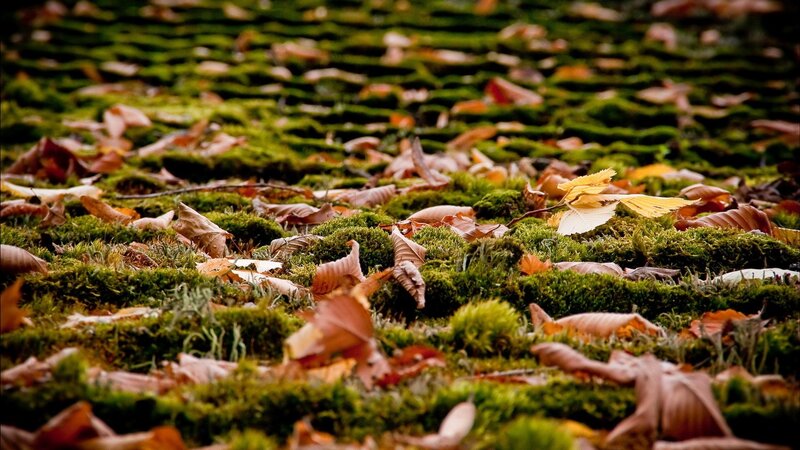 Fallen Leaves on Moss — Green