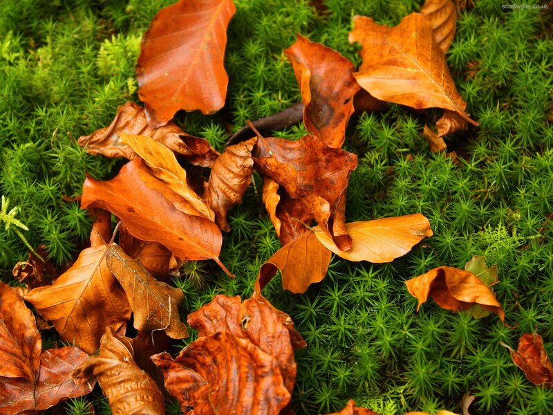Fallen Leaves on Moss