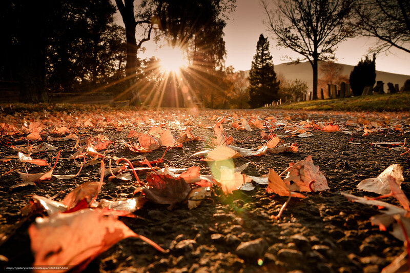 Fallen Leaves on Path — Brown, Serene, Autumn, Photograph