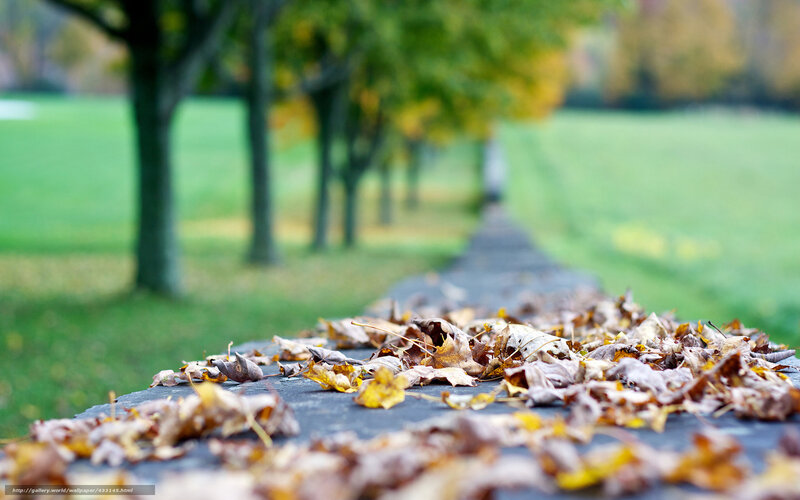 Fallen Leaves on Path — Brown, Serene, Autumn, Photograph, Trees, Grass