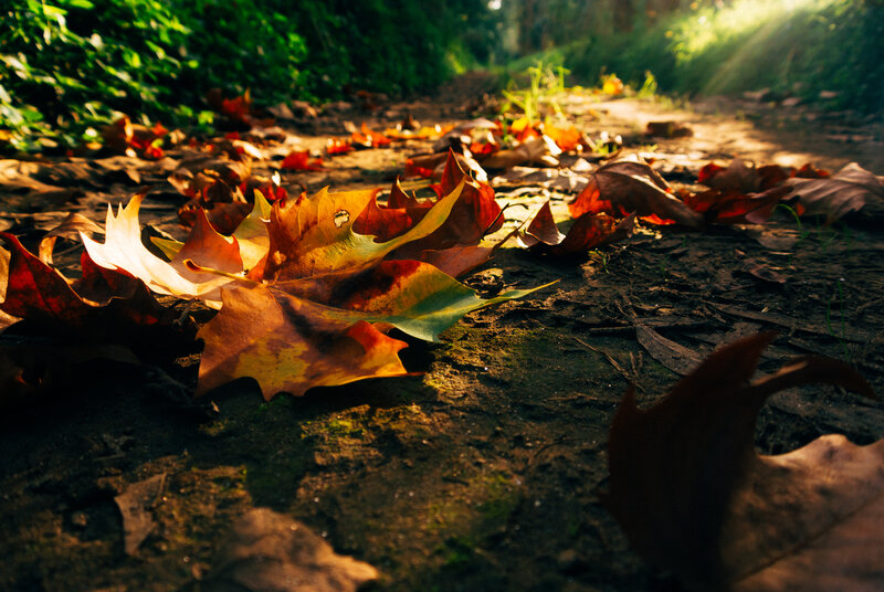 Fallen Leaves on Path — Brown, Serene
