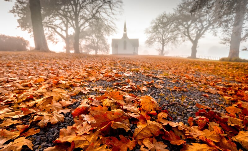 Fallen Leaves on Path — Orange, Serene
