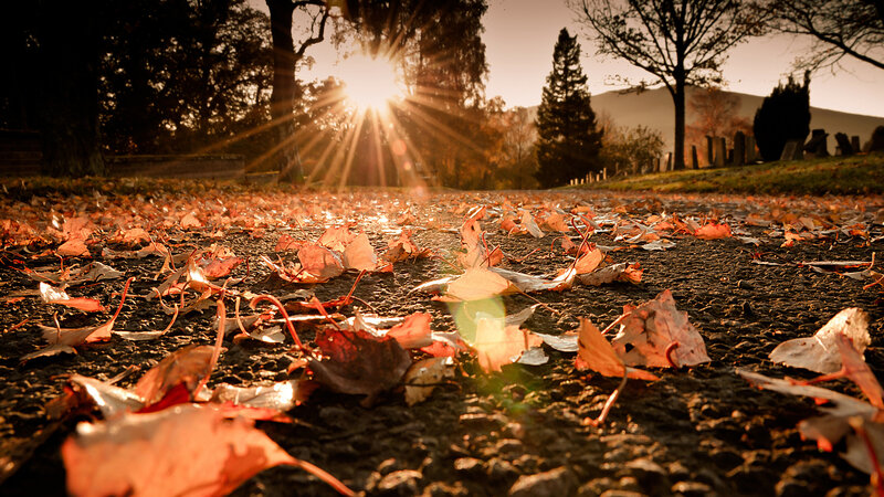 Fallen Leaves on Path — Orange