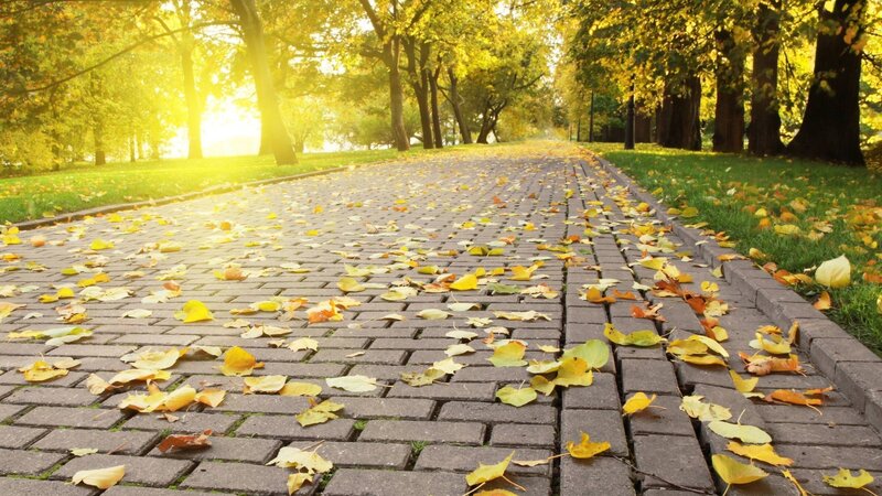 Fallen Leaves on Path — Yellow, Serene, Autumn
