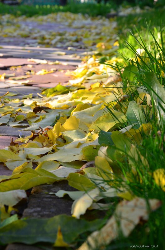 Fallen Leaves on Path — Yellow, Serene