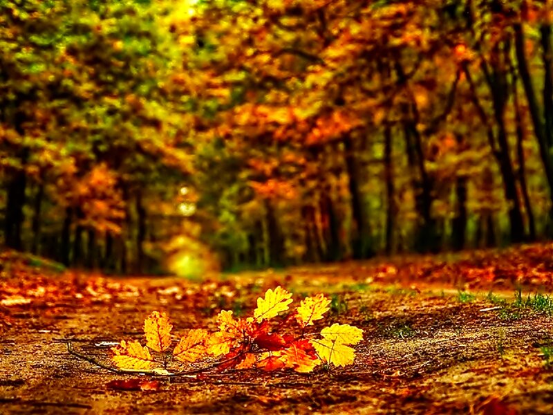 Fallen Leaves on Path — Yellow