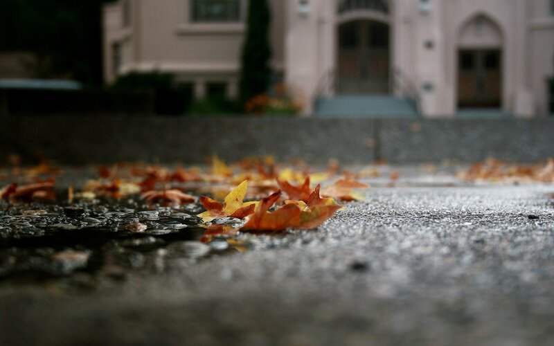 Fallen Leaves on Pavement — Brown, Calm, Autumn, Photograph, Building