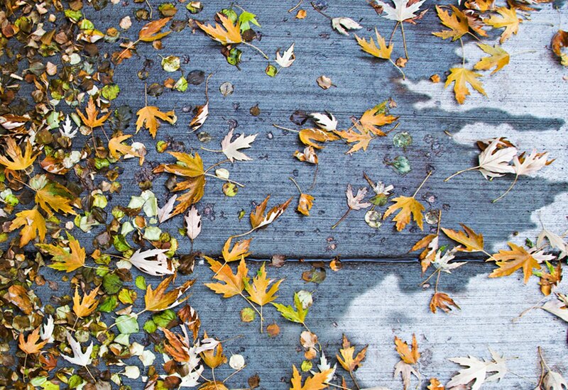 Fallen Leaves on Pavement — Brown, Calm, Autumn