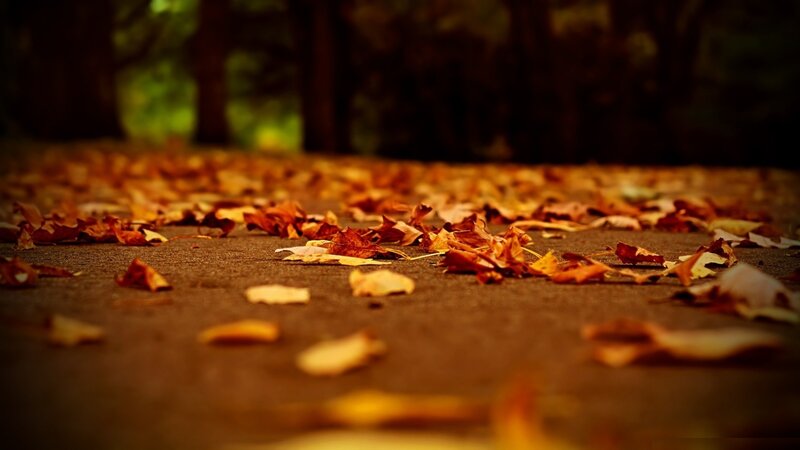 Fallen Leaves on Pavement — Brown, Calm