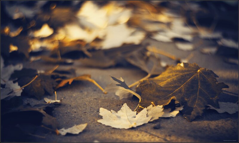 Fallen Leaves on Pavement — Brown, Serene, Autumn, Photograph, Sunlight, Yellow