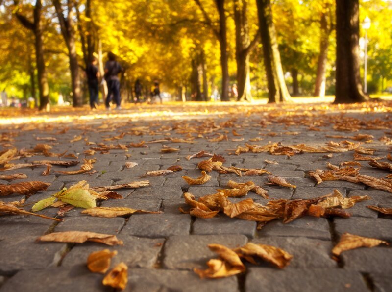 Fallen Leaves on Pavement — Brown, Serene, Autumn
