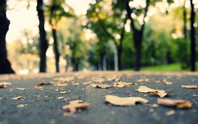 Fallen Leaves on Pavement — Brown, Serene