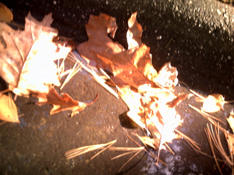 Fallen Leaves on Pavement — Brown