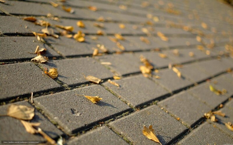 Fallen Leaves on Pavement — Gray