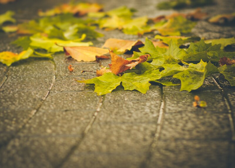 Fallen Leaves on Pavement — Green, Calm