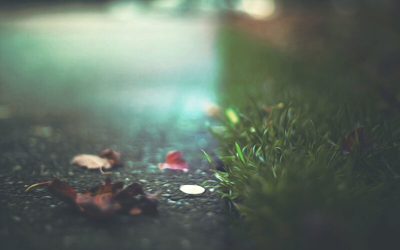 Fallen Leaves on Pavement — Green, Serene