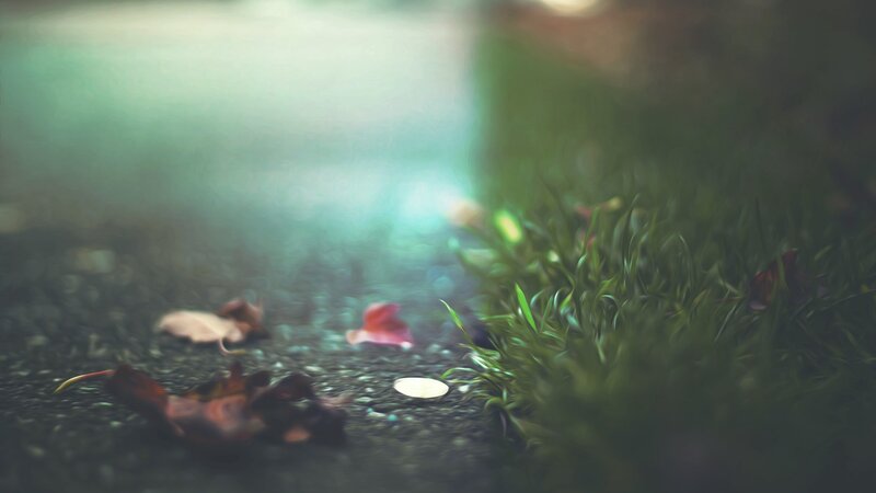 Fallen Leaves on Pavement — Green
