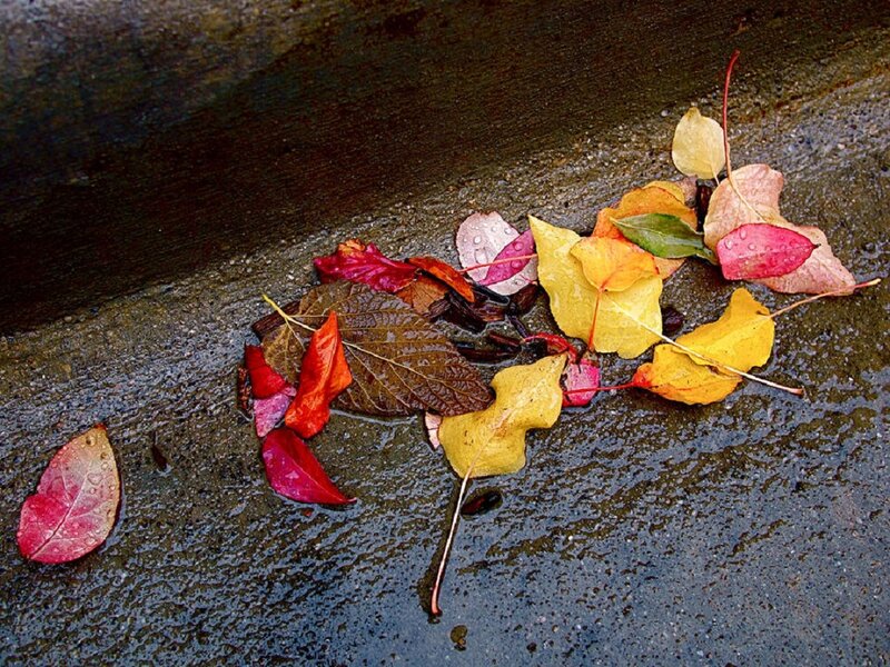 Fallen Leaves on Pavement — Red, Calm